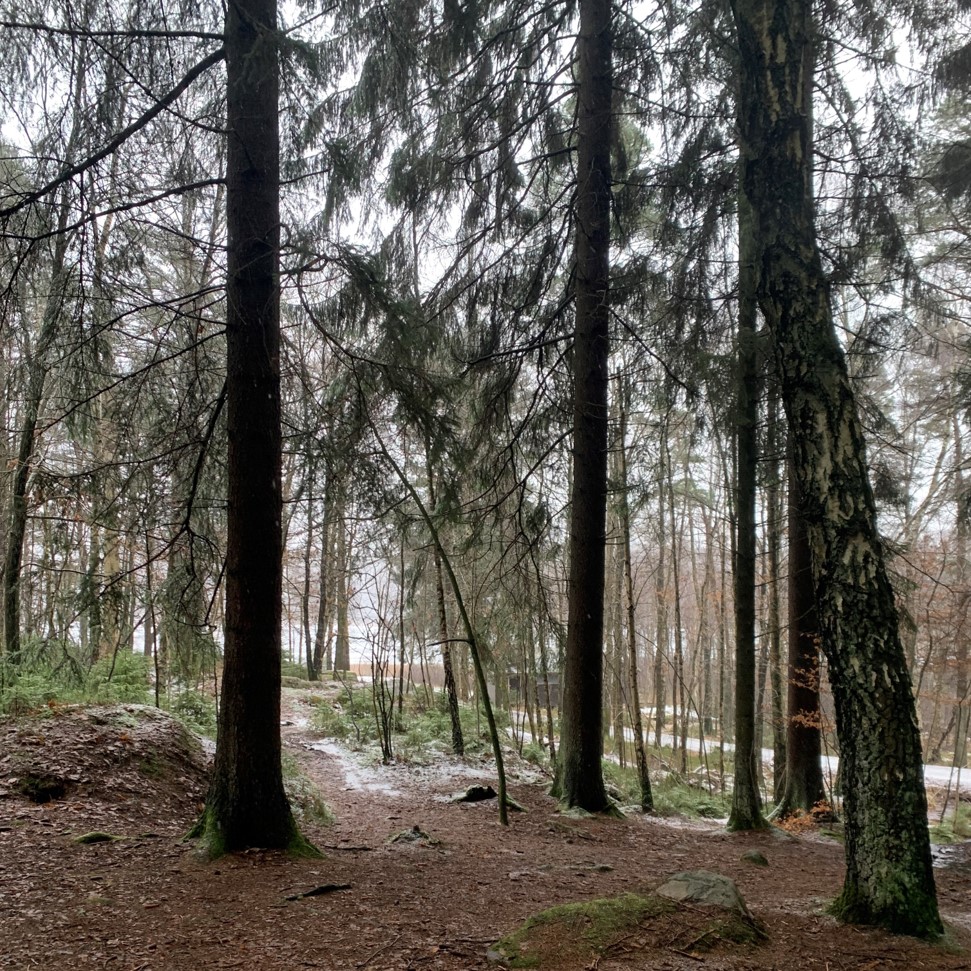 En skog och en stig
